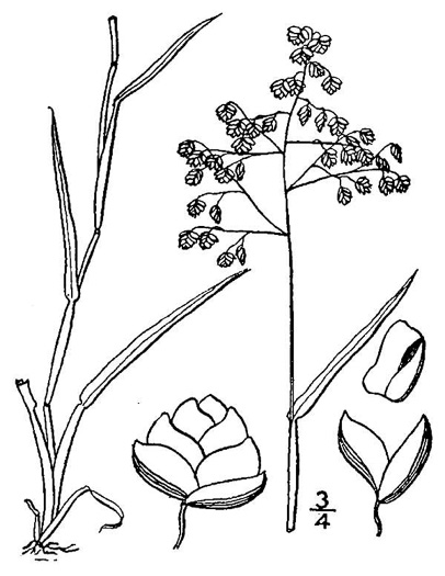 image of Briza minor, Lesser Quaking-grass