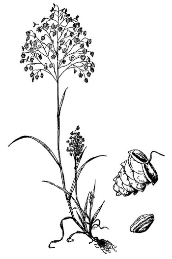 drawing of Briza minor, Lesser Quaking-grass