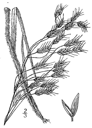 image of Bromus japonicus, Japanese Chess, Japanese Brome