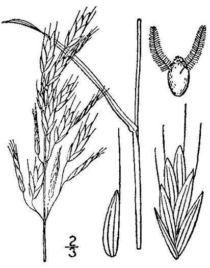 drawing of Bromus racemosus, Smooth Brome, Bald Brome