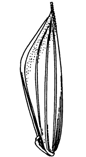 image of Bromus racemosus, Smooth Brome, Bald Brome