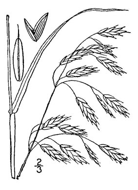 drawing of Bromus secalinus, Cheat, Common Chess, Rye-brome