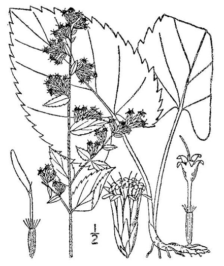 image of Solidago sphacelata, Heartleaf Goldenrod, False Goldenrod, Limestone Goldenrod, Autumn Goldenrod