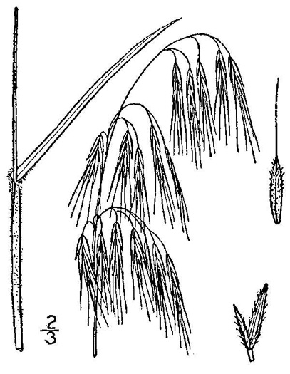 image of Bromus tectorum, Downy Brome, Downy Chess, Downy Cheat, Cheatgrass