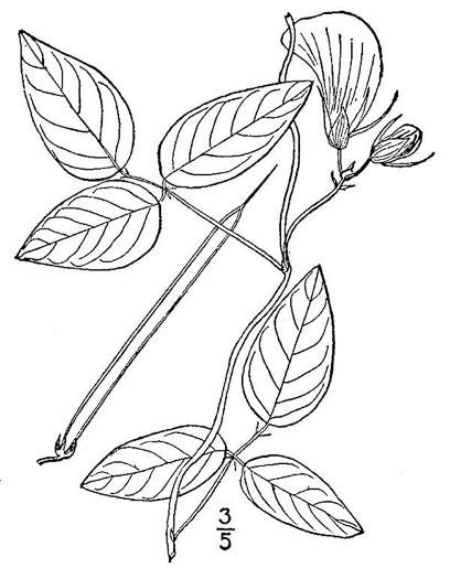 drawing of Centrosema virginianum var. virginianum, Climbing Butterfly-pea, Spurred Butterfly-pea