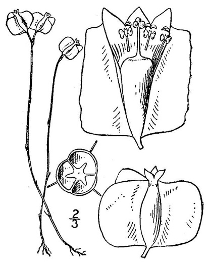 image of Burmannia biflora, Violet Burmannia, Northern Bluethread, Blue Burmannia