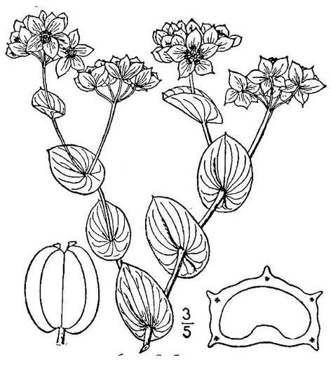 drawing of Bupleurum rotundifolium, Hound's-ear, Hare's-ear, Roundleaf Thoroughwax