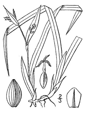 drawing of Carex abscondita, Thicket Sedge