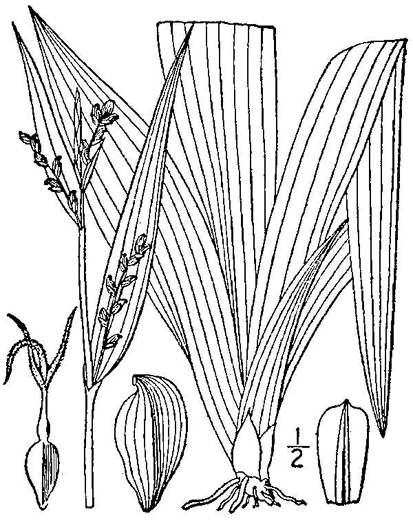 drawing of Carex albursina, White Bear Sedge
