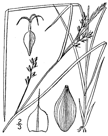 drawing of Carex amphibola, Eastern Narrowleaf Sedge