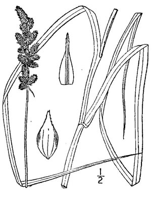 drawing of Carex annectens, Yellow-fruited Sedge