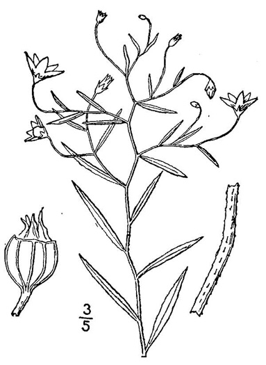image of Palustricodon aparinoides var. aparinoides, Marsh-bellflower, Bedstraw Bellflower