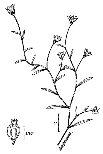 image of Palustricodon aparinoides var. aparinoides, Marsh-bellflower, Bedstraw Bellflower