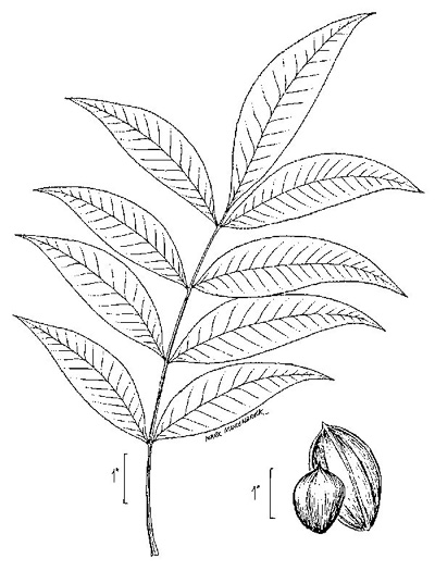 drawing of Carya aquatica, Water Hickory, Bitter Pecan