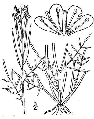 drawing of Cardamine parviflora var. arenicola, Sand Bittercress, Small-flowered Bittercress