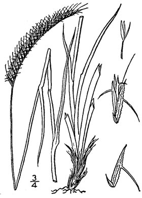 image of Ctenium aromaticum, Toothache Grass, Orangegrass, Wild Ginger