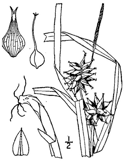 image of Carex grayi, Gray's Sedge
