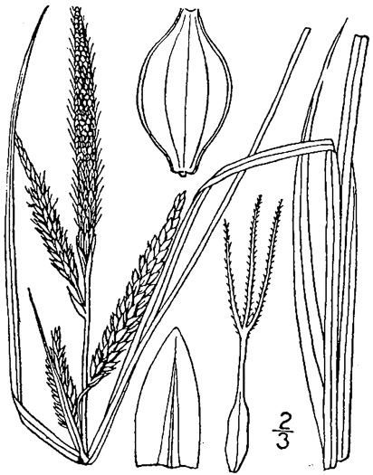 image of Carex barrattii, Barratt's Sedge