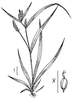 drawing of Carex blanda, Eastern Woodland Sedge, Charming Sedge