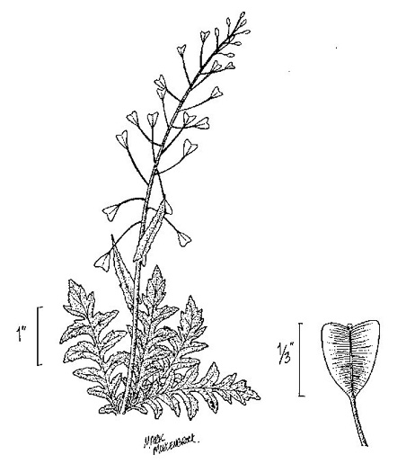 image of Capsella bursa-pastoris, Common Shepherd's Purse