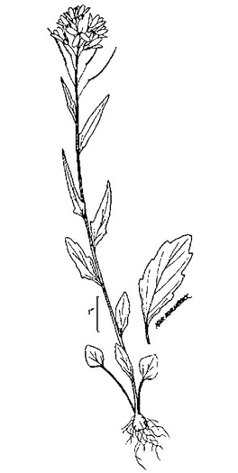 drawing of Cardamine bulbosa, Bulbous Bittercress, Spring Cress