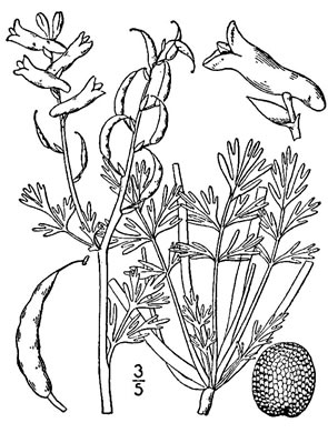 drawing of Corydalis halei, Southern Corydalis