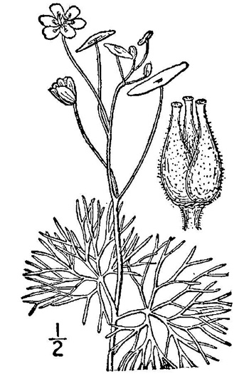 drawing of Cabomba caroliniana, Fanwort, Carolina Fanwort