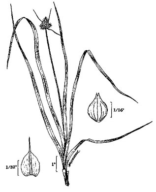 drawing of Carex cephalophora, Oval-leaf Sedge