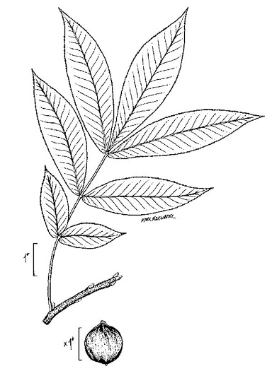 image of Carya cordiformis, Bitternut Hickory