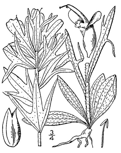 drawing of Castilleja coccinea, Eastern Indian Paintbrush, Scarlet Indian Paintbrush, Eastern Paintbrush