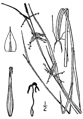 image of Carex collinsii, Collins' Sedge