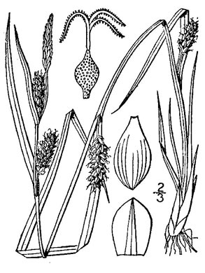 drawing of Carex crawei, Crawe's Sedge
