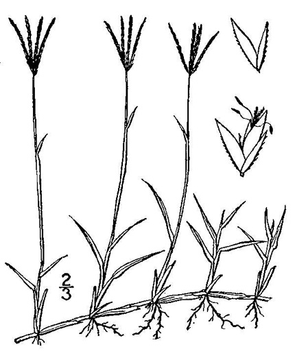 image of Cynodon dactylon, Bermuda Grass, Scotch Grass