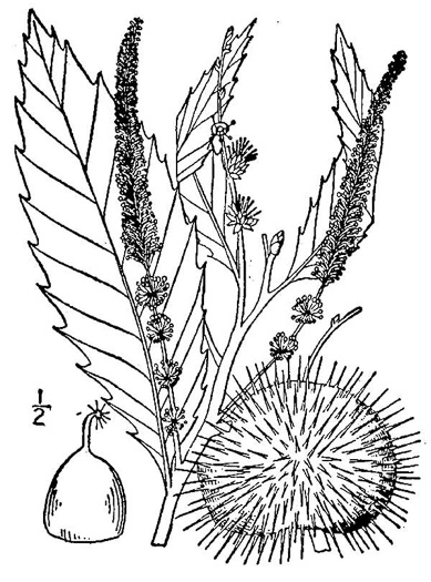 image of Castanea dentata, American Chestnut