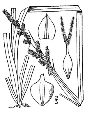 drawing of Carex decomposita, Cypress-knee Sedge, Epiphytic Sedge