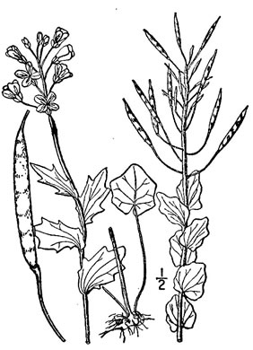 image of Cardamine douglassii, Limestone Bittercress, Douglass's Bittercress, Purple Cress, Pink Spring-cress