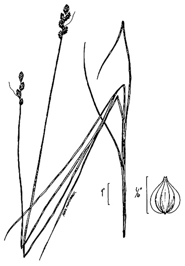 image of Carex festucacea, Fescue Sedge