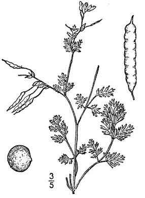 drawing of Corydalis flavula, Yellow Fumitory, Yellow Harlequin, Short-spurred Corydalis, Yellow Fumewort