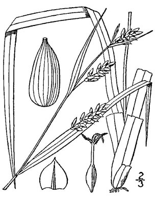 drawing of Carex flaccosperma, Meadow Sedge, Blue Wood Sedge, thinfruit sedge