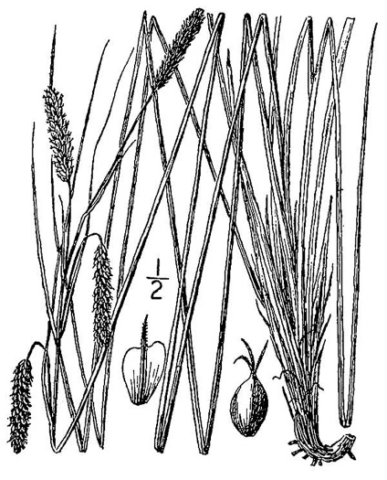 image of Carex glaucescens, Blue Sedge, Southern Waxy Sedge