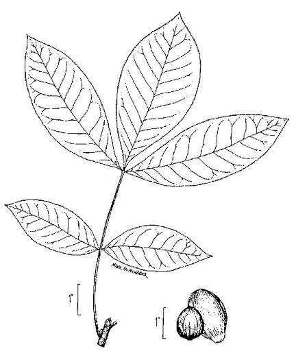 drawing of Carya glabra, Pignut Hickory