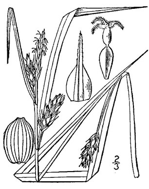 drawing of Carex grisea, Inflated Narrowleaf Sedge, Wood Gray Sedge