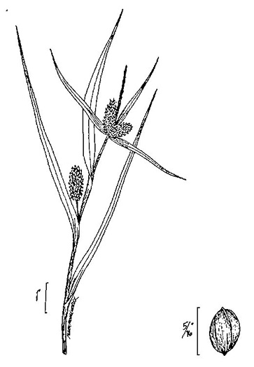 drawing of Carex granularis, Limestone Meadow Sedge, Corncob Sedge