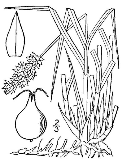 drawing of Carex gravida, Heavy Sedge, Pregnant Sedge