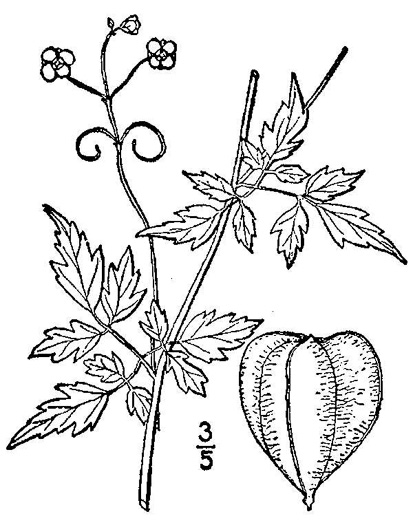 drawing of Cardiospermum halicacabum, Balloonvine, Love-in-a-puff, Heartseed
