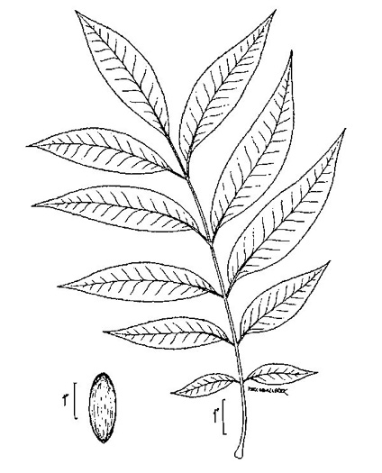 image of Carya illinoinensis, Pecan