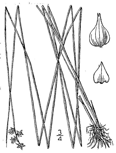 drawing of Carex atlantica, Prickly Bog Sedge