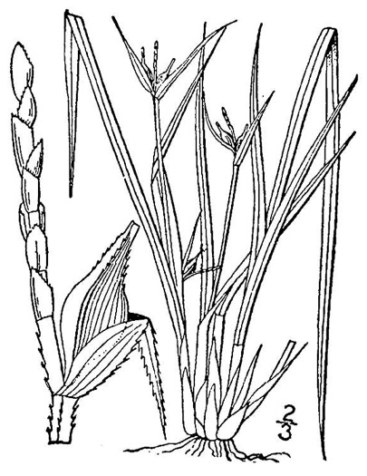 drawing of Carex jamesii, James's Sedge