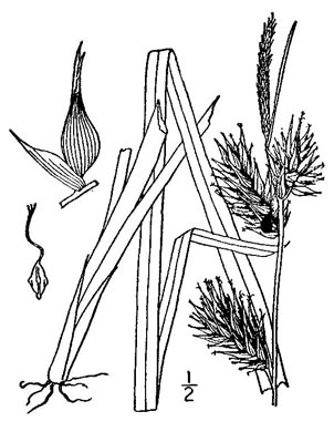 image of Carex lupulina, Hop Sedge