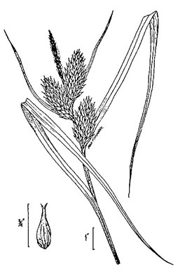 image of Carex lupulina, Hop Sedge